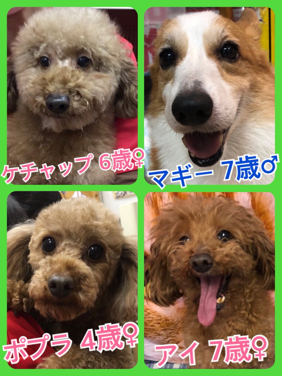 🐾今日の里親様募集中ワンコ🐶メンバーです🐾2019,1,12